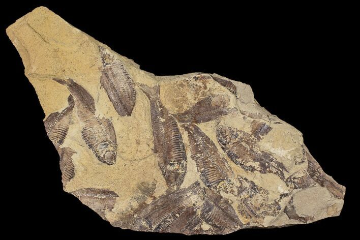 Fossil Fish (Gosiutichthys) Mortality Plate - Lake Gosiute #87805